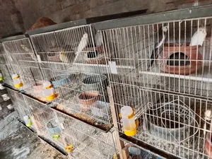 ককটেল পাখি ,খাঁচা , পানি ও খাবার পট বিক্রি