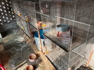 ককটেল পাখি ,খাঁচা , পানি ও খাবার পট বিক্রি
