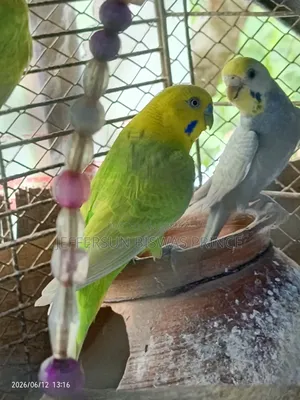 Budgerigar Bird