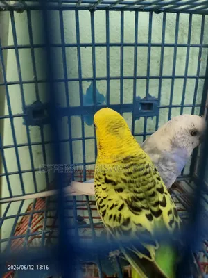 Budgerigar Bird