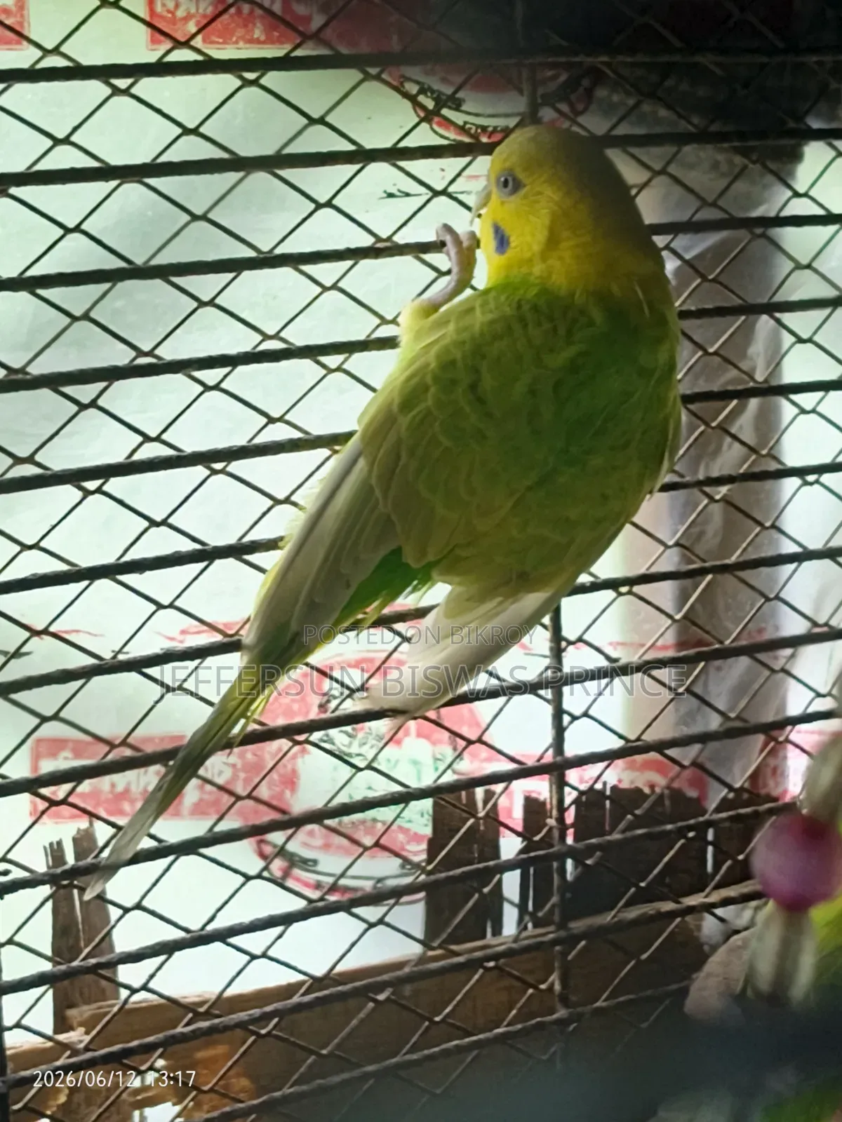 Budgerigar Bird