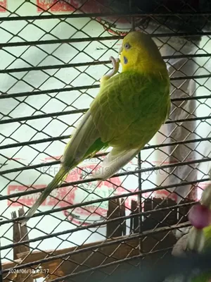 Budgerigar Bird