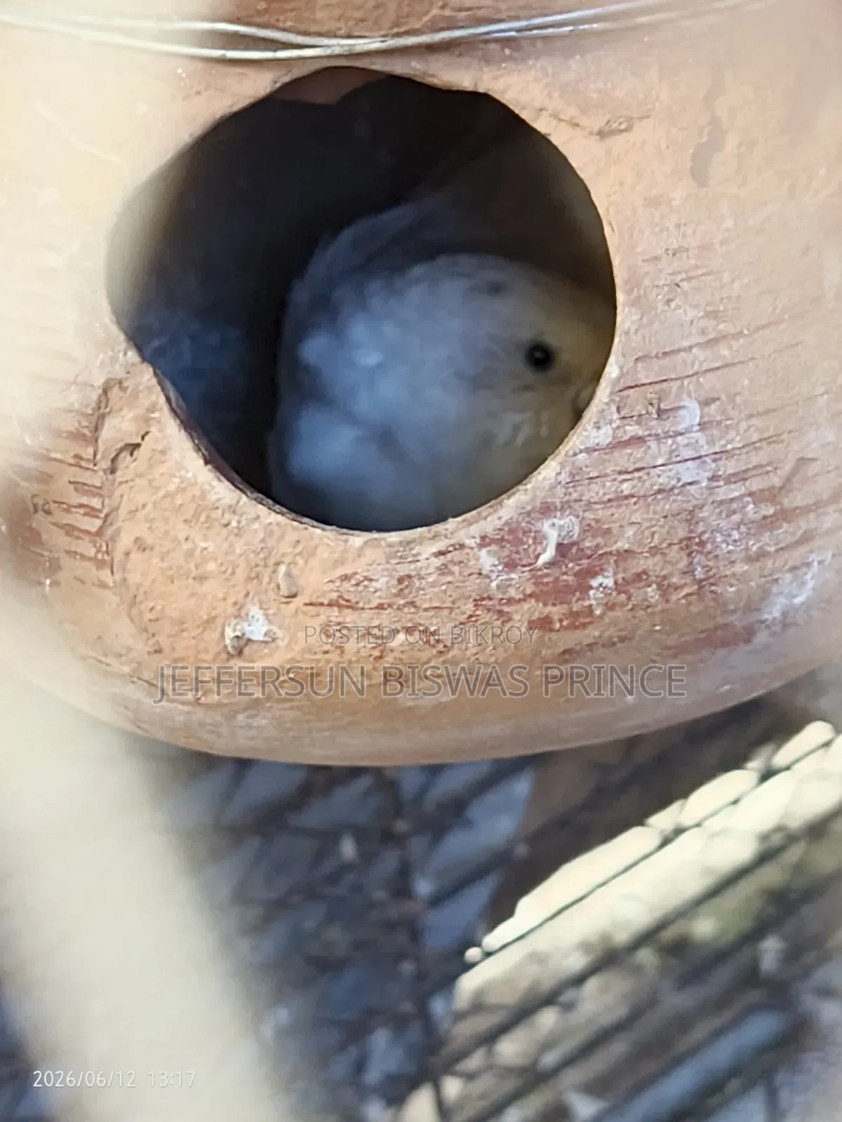 Budgerigar Bird