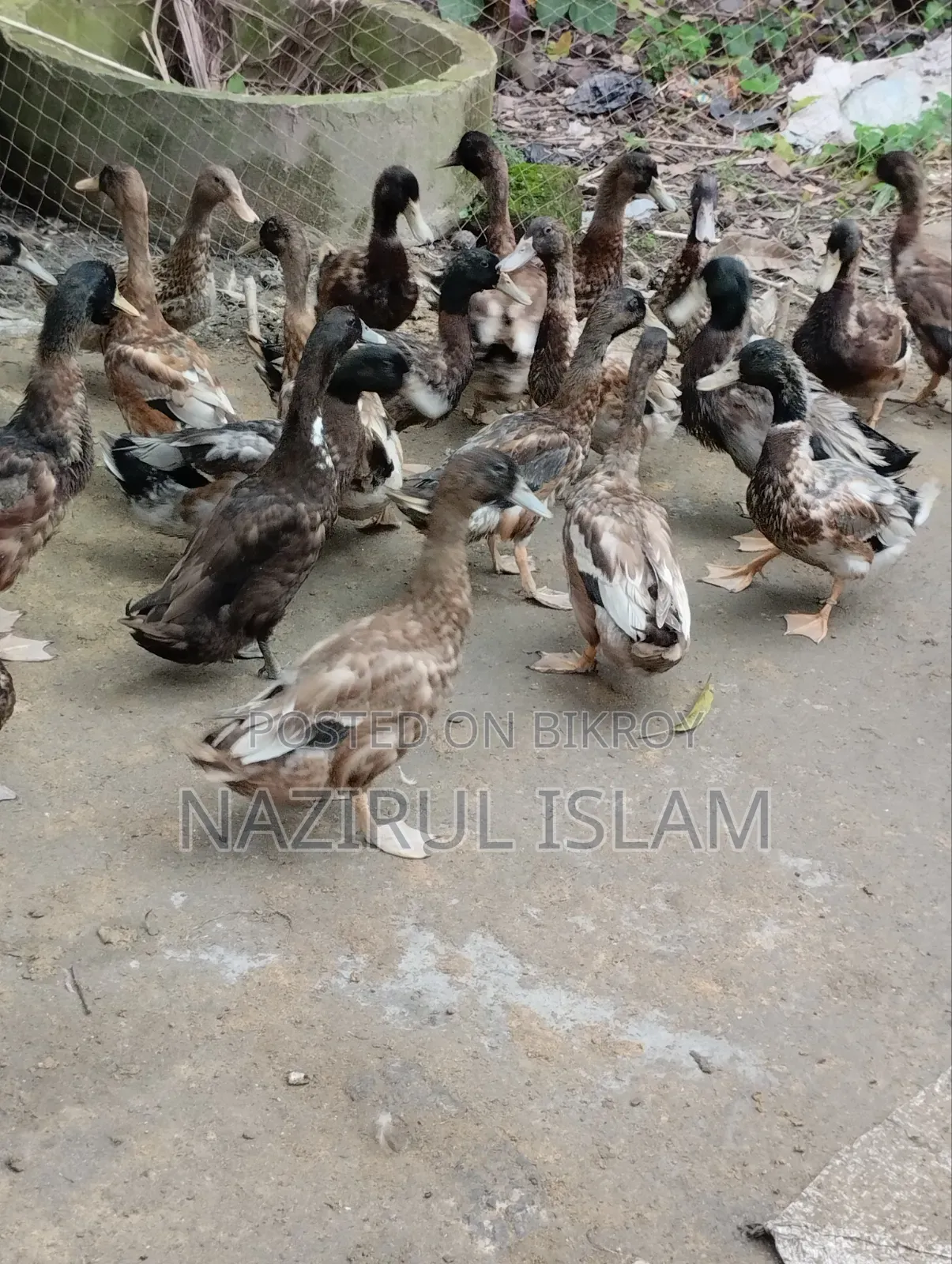 Local Large Duck