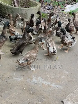 Local Large Duck