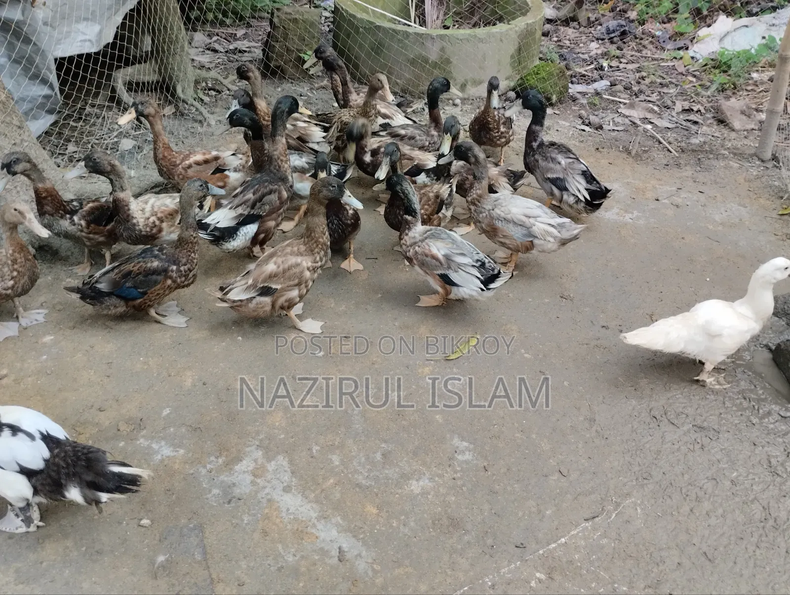 Local Large Duck