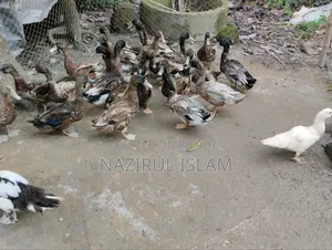 Local Large Duck