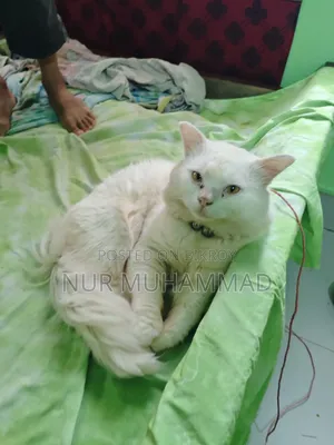1+ Year Male Purebred Persian Cat