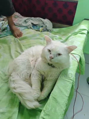 1+ Year Male Purebred Persian Cat