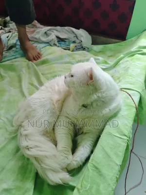 1+ Year Male Purebred Persian Cat