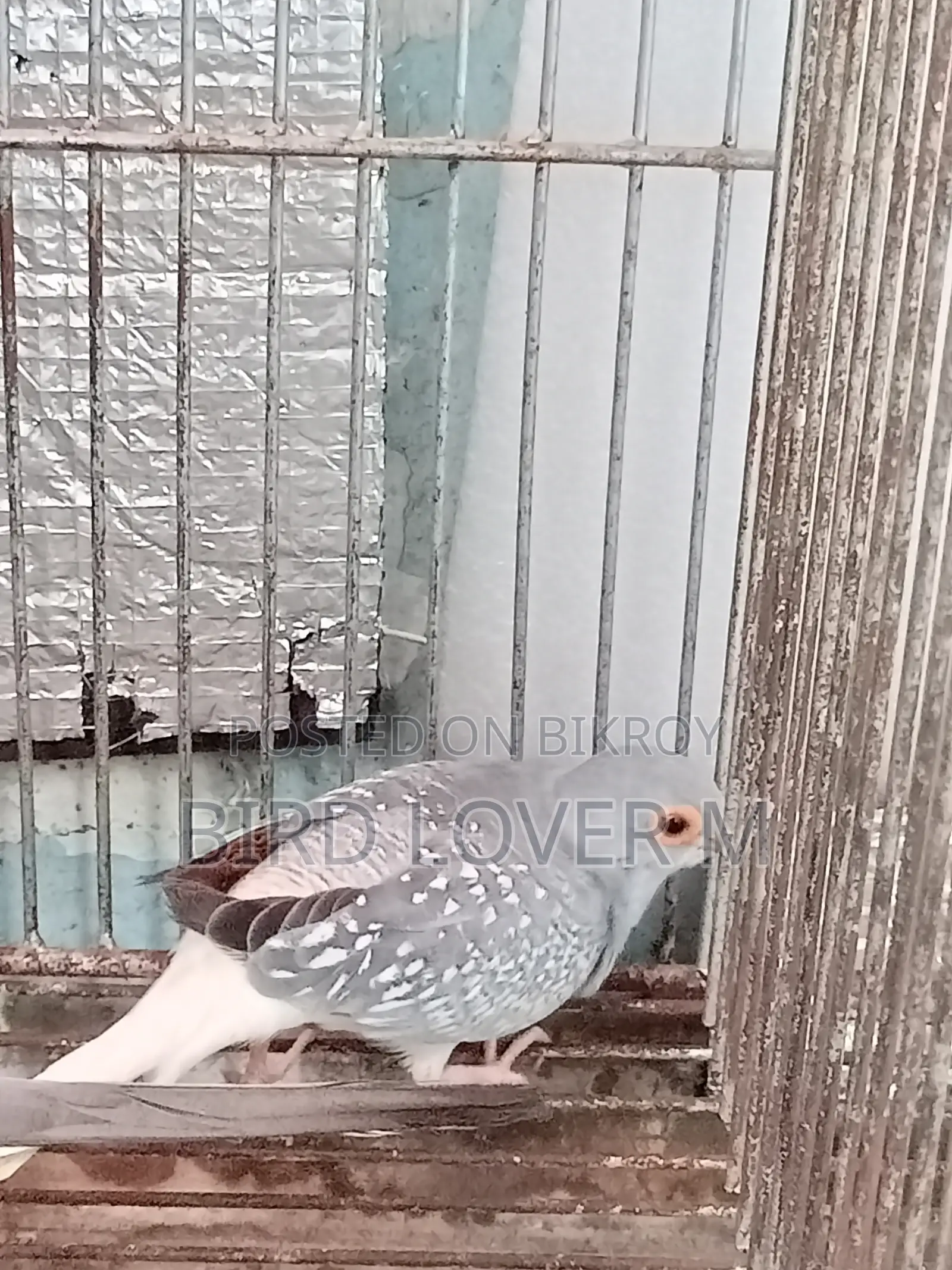 Adult Male Diamond Dove