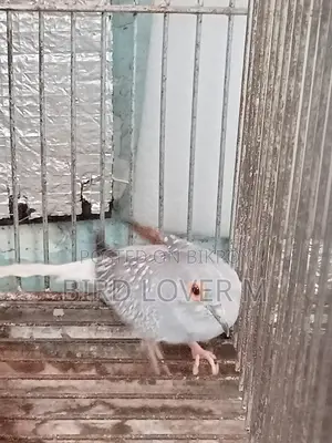Adult Male Diamond Dove
