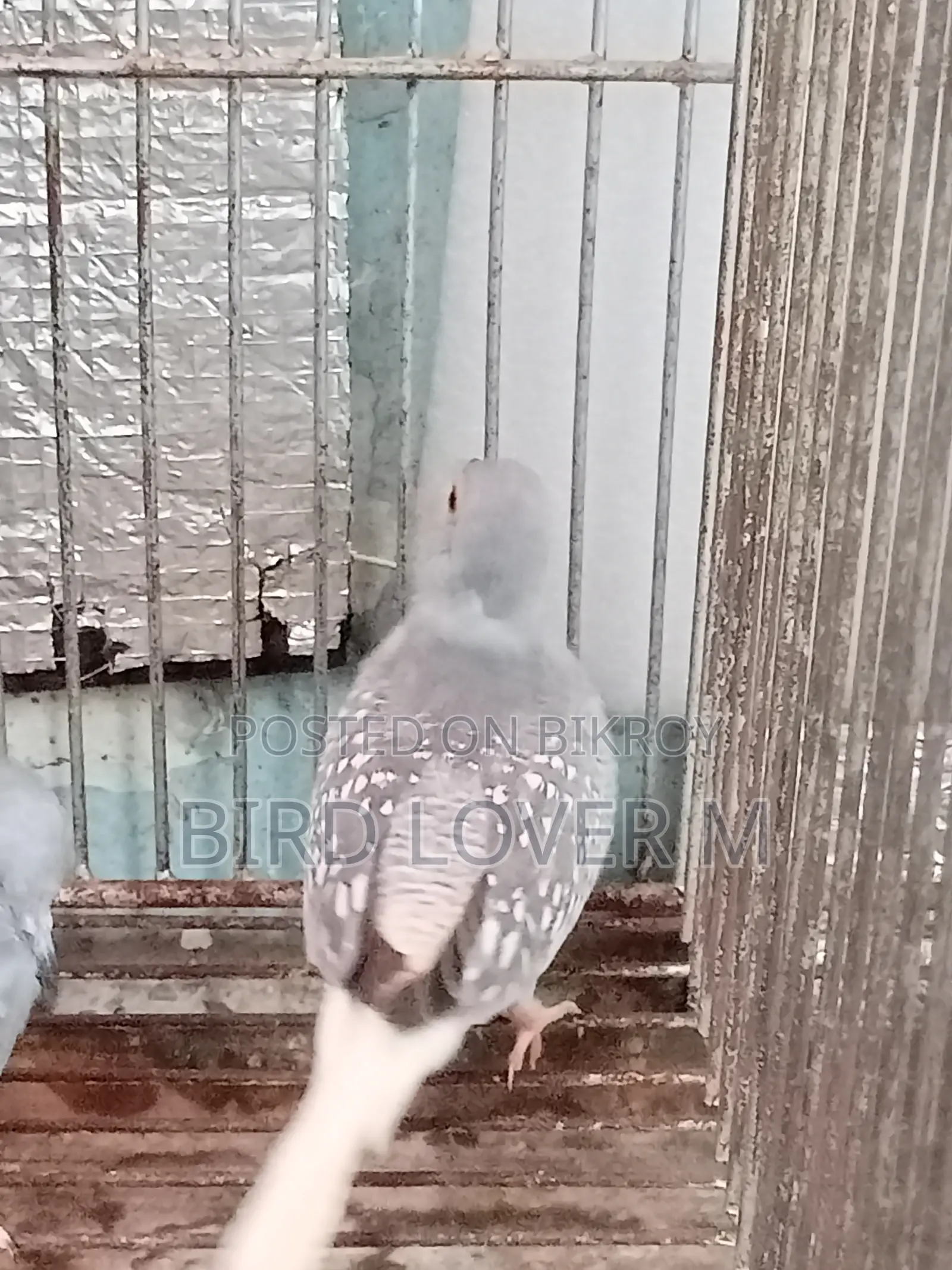 Adult Male Diamond Dove