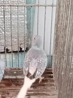 Adult Male Diamond Dove
