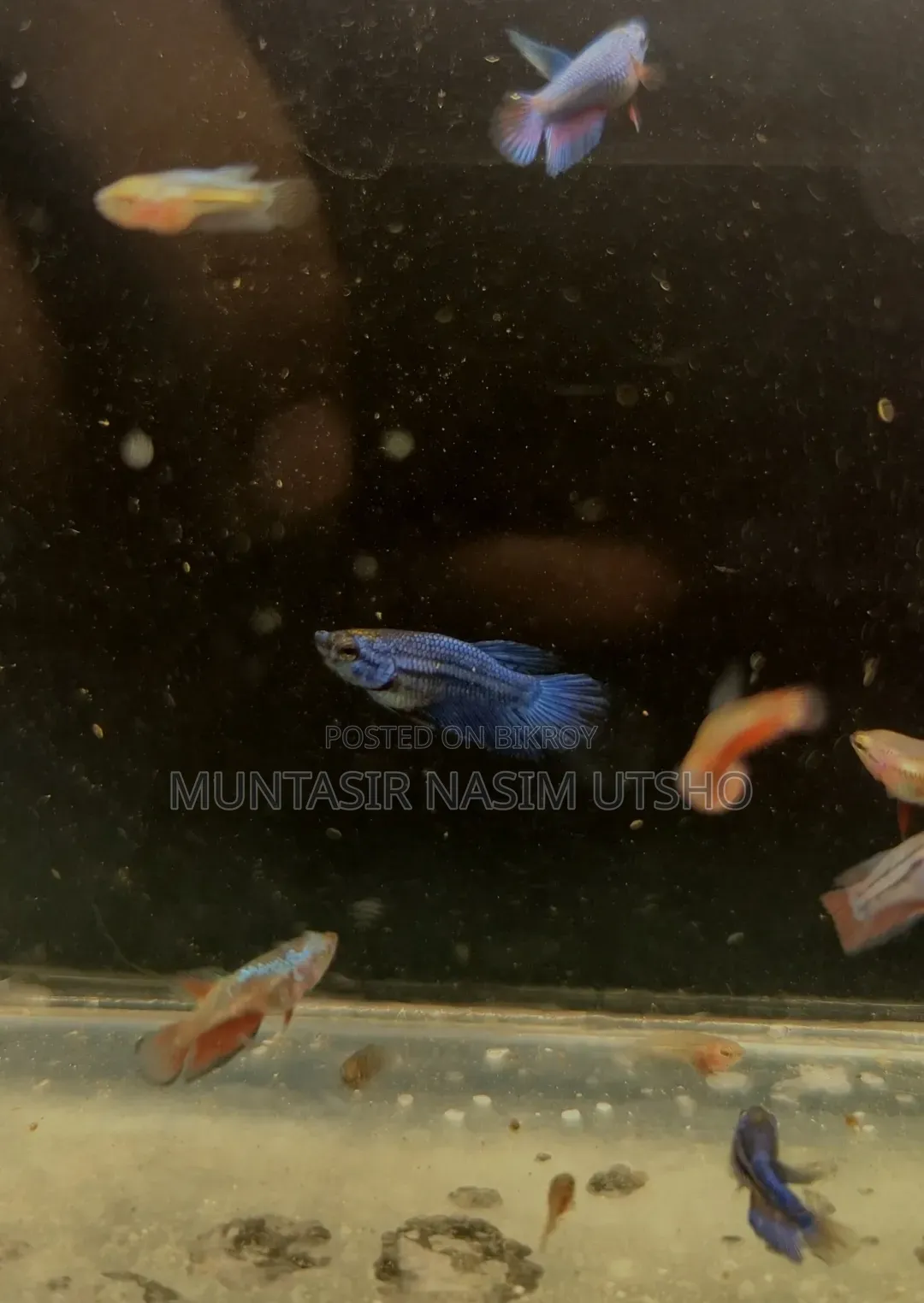 Galaxy Halfmoon Betta Baby