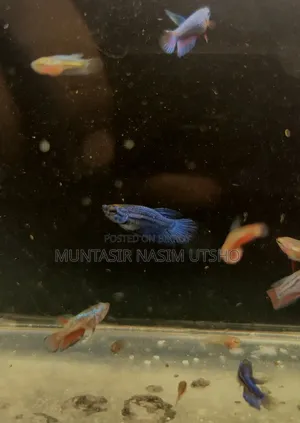 Galaxy Halfmoon Betta Baby