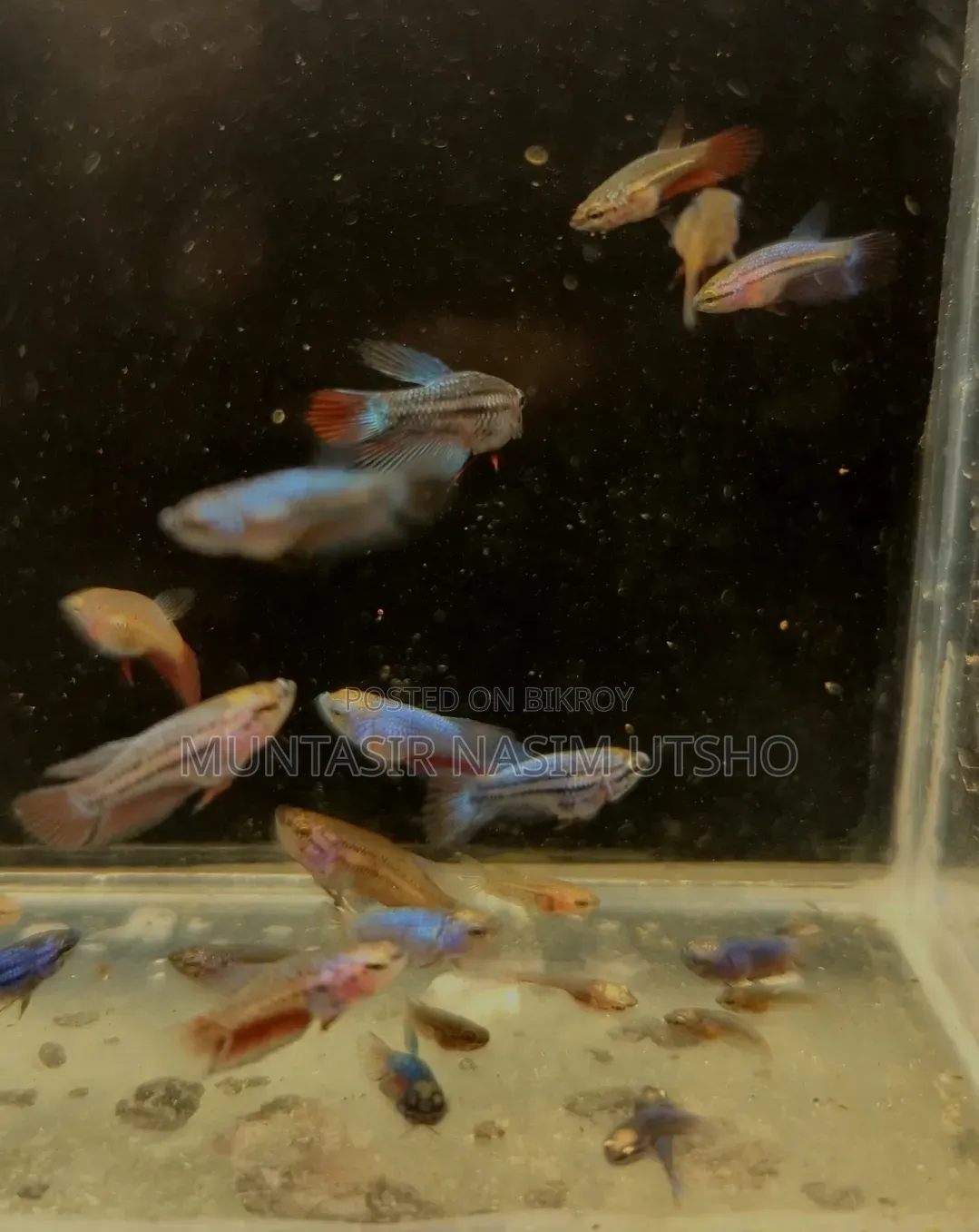 Galaxy Halfmoon Betta Baby