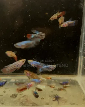 Galaxy Halfmoon Betta Baby