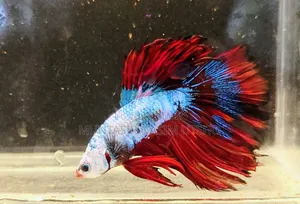 Galaxy Halfmoon Betta Baby