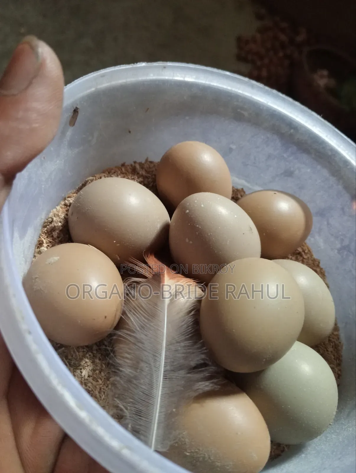 Ring Net Pigeon Eggs For Sale