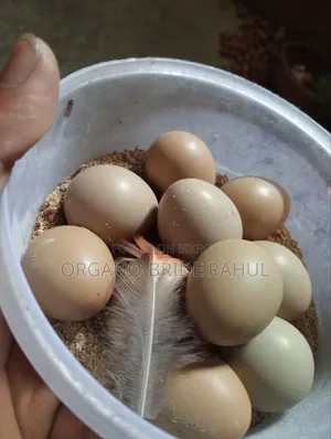 Ring Net Pigeon Eggs For Sale