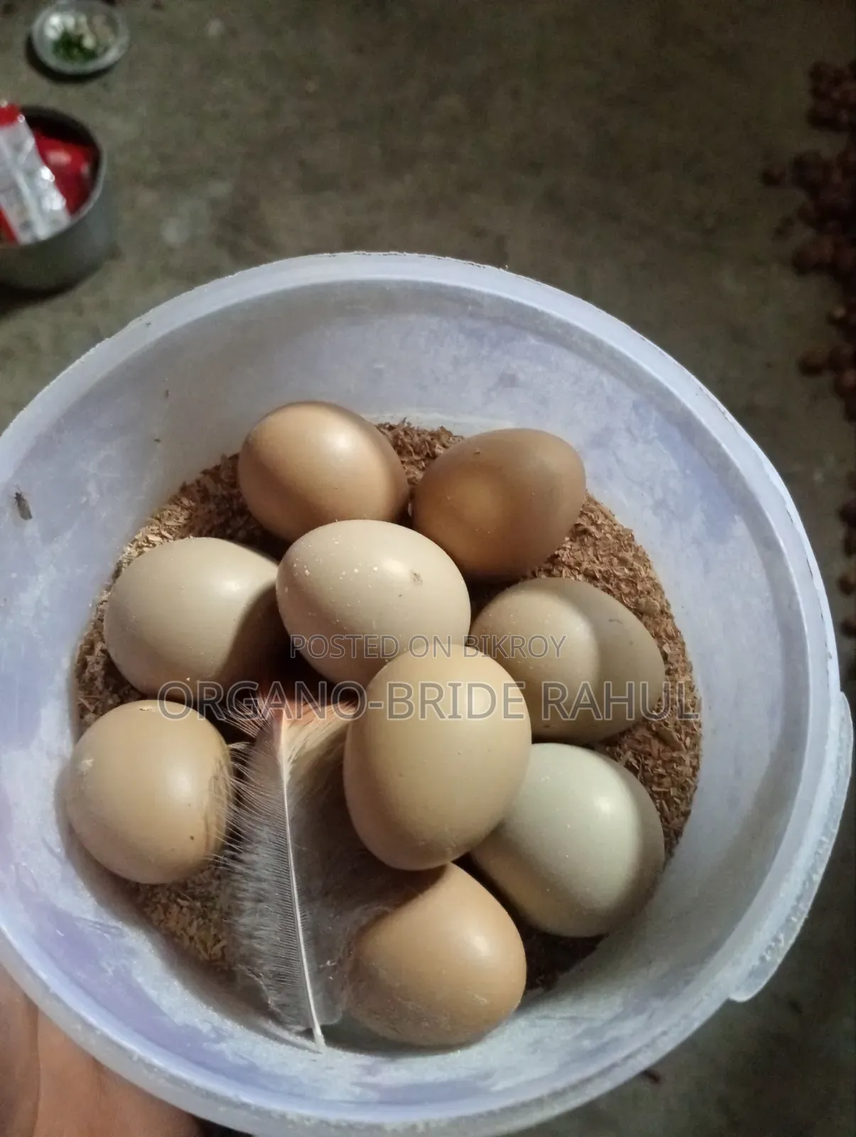 Ring Net Pigeon Eggs For Sale