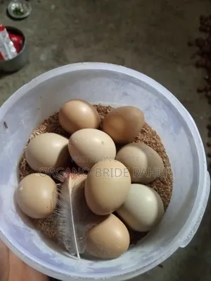 Ring Net Pigeon Eggs For Sale