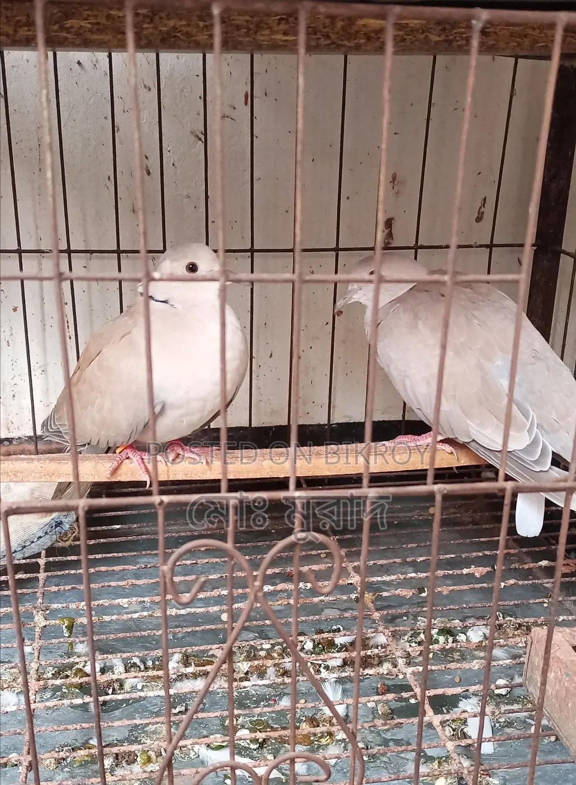 অস্ট্রেলিয়ান ঘুঘু পাখি