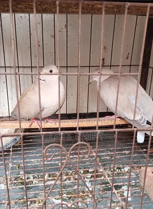 অস্ট্রেলিয়ান ঘুঘু পাখি