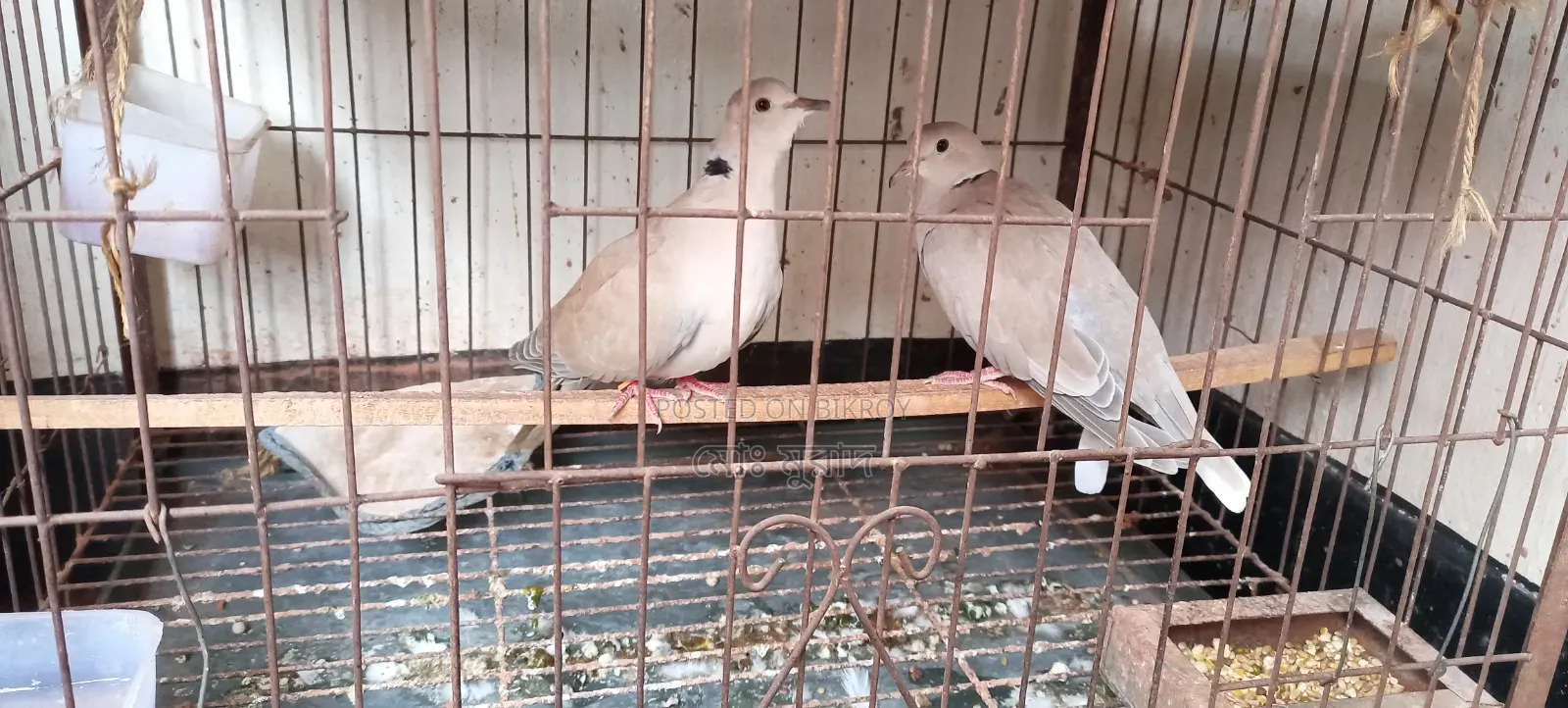 অস্ট্রেলিয়ান ঘুঘু পাখি