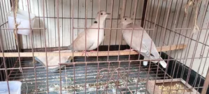 অস্ট্রেলিয়ান ঘুঘু পাখি