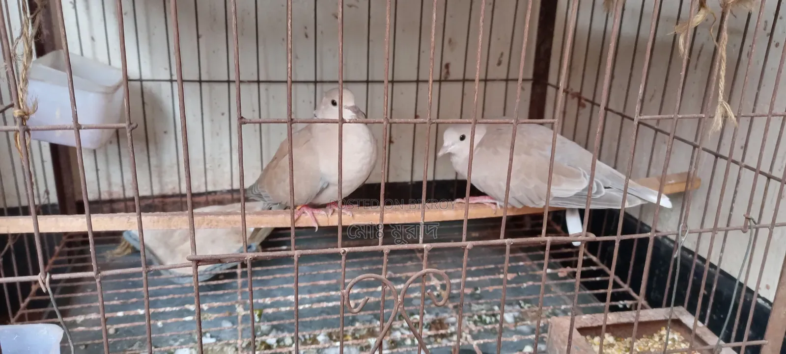 অস্ট্রেলিয়ান ঘুঘু পাখি