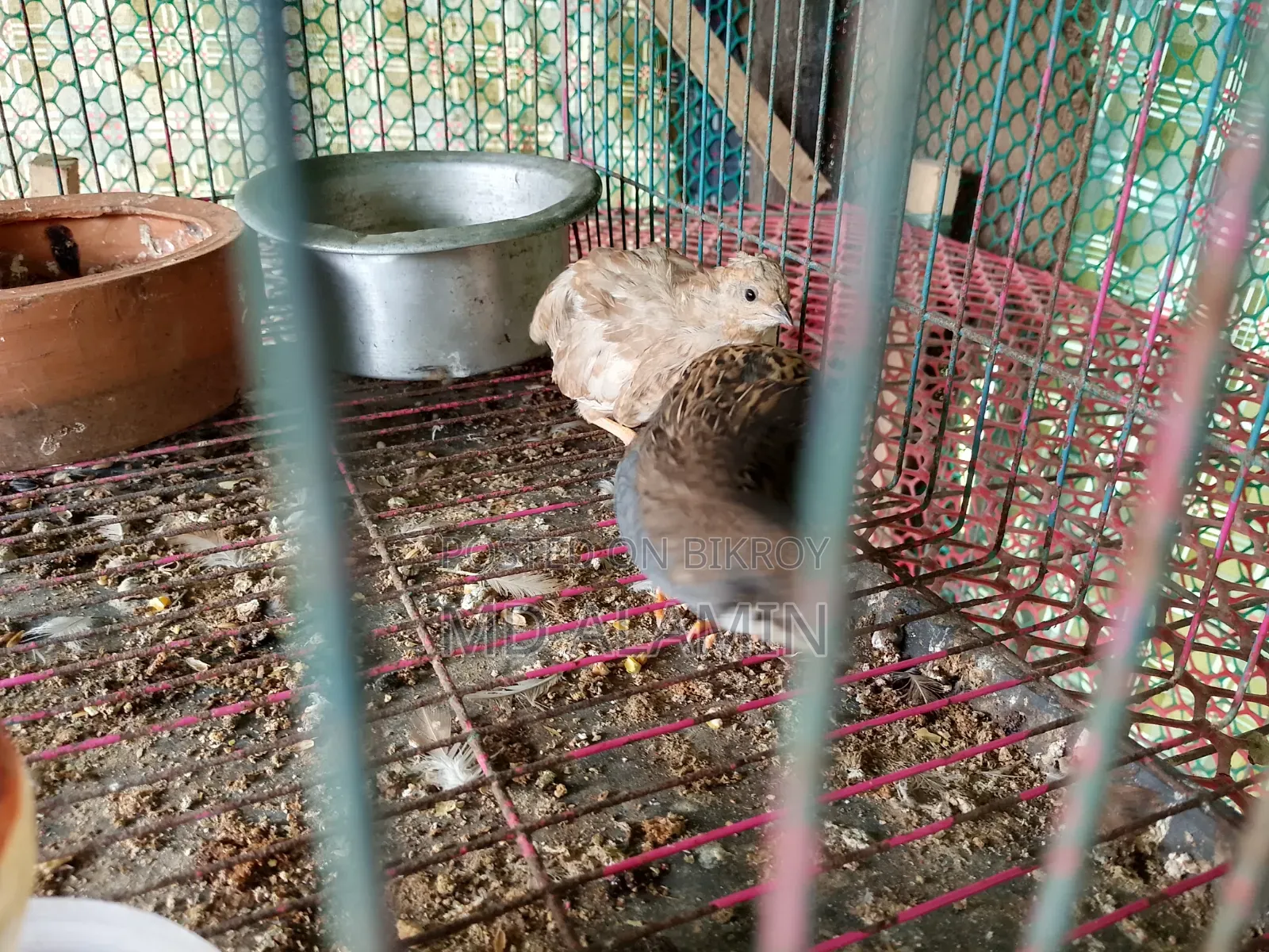 Classic King Quail