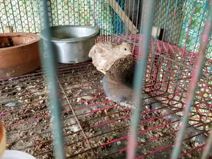 Classic King Quail