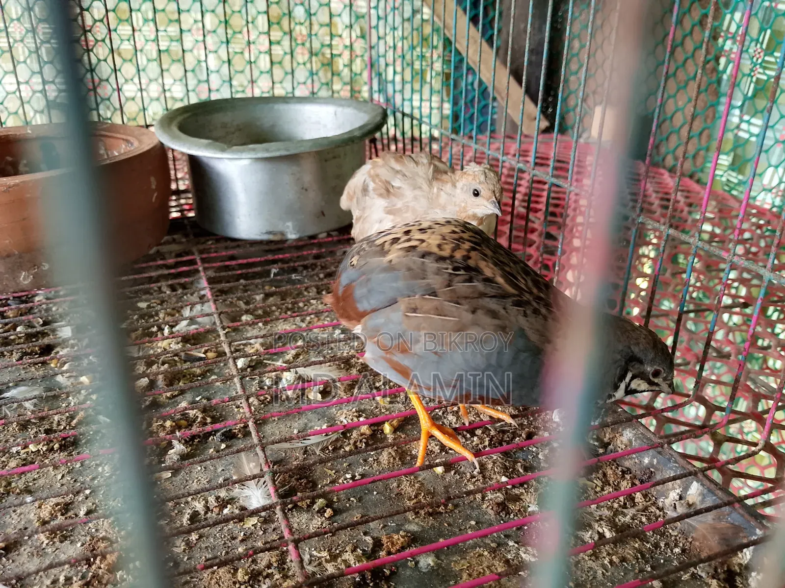 Classic King Quail