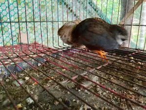 Classic King Quail