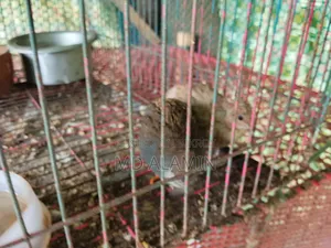 Classic King Quail