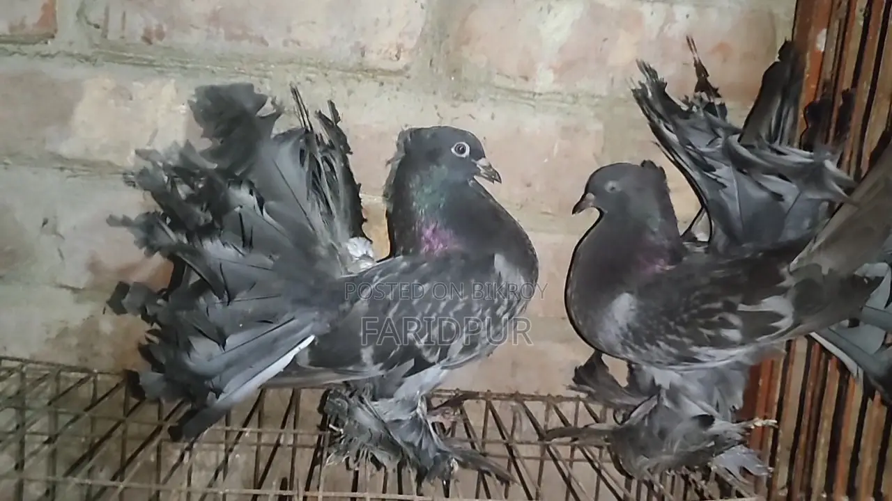 2 pairs of Lakha pigeons
