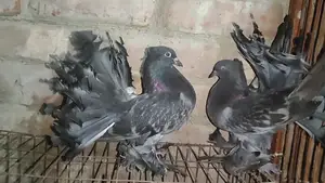 2 pairs of Lakha pigeons