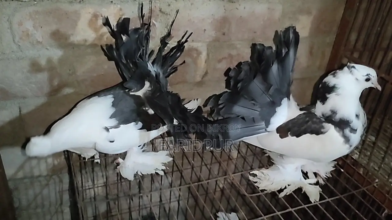 2 pairs of Lakha pigeons