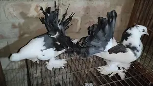 2 pairs of Lakha pigeons