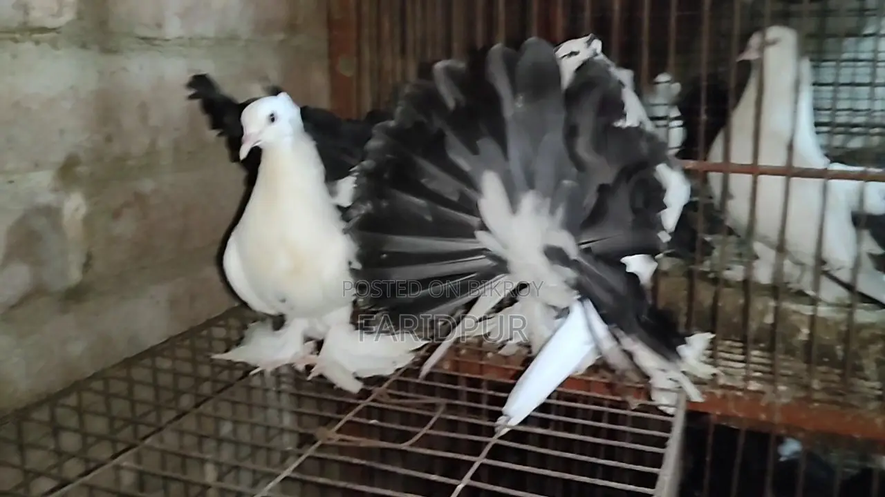 2 pairs of Lakha pigeons