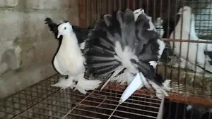 2 pairs of Lakha pigeons