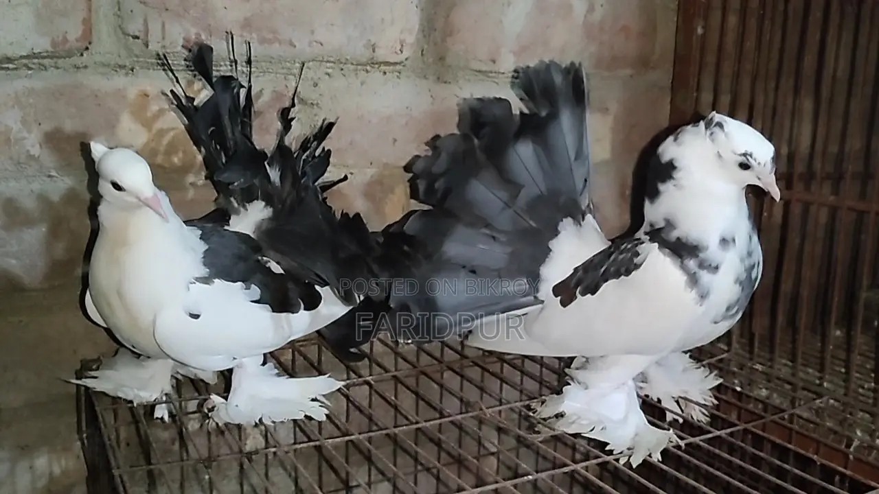 2 pairs of Lakha pigeons