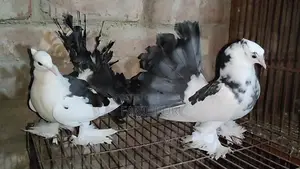 2 pairs of Lakha pigeons