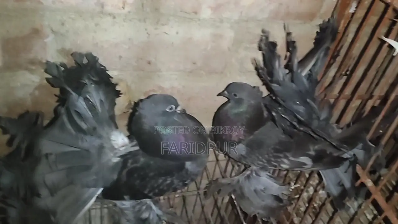 2 pairs of Lakha pigeons