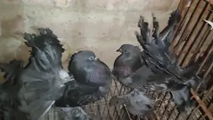 2 pairs of Lakha pigeons