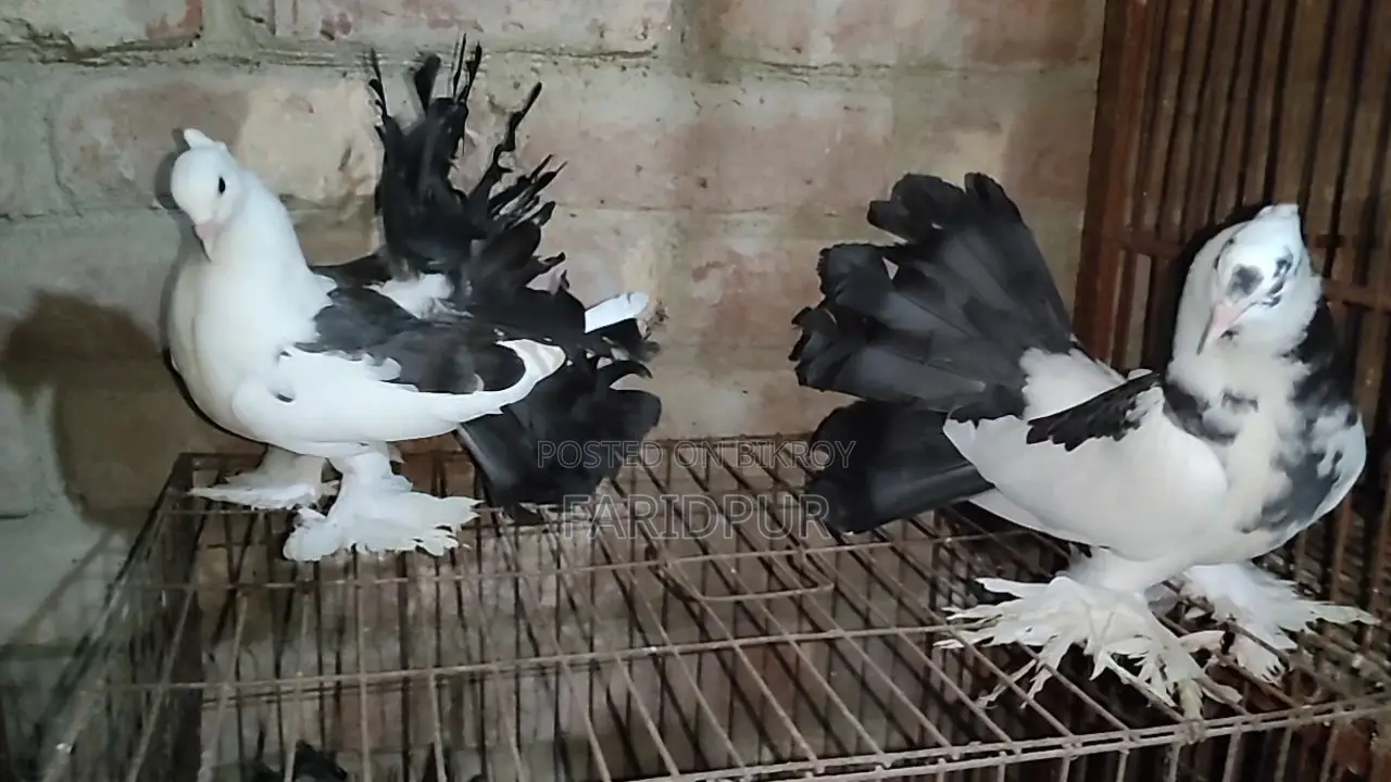 2 pairs of Lakha pigeons