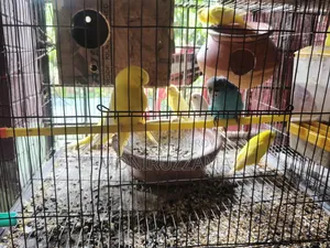বাজরিগর পাখি ফুল এডাল্ট ৭ জোড়া