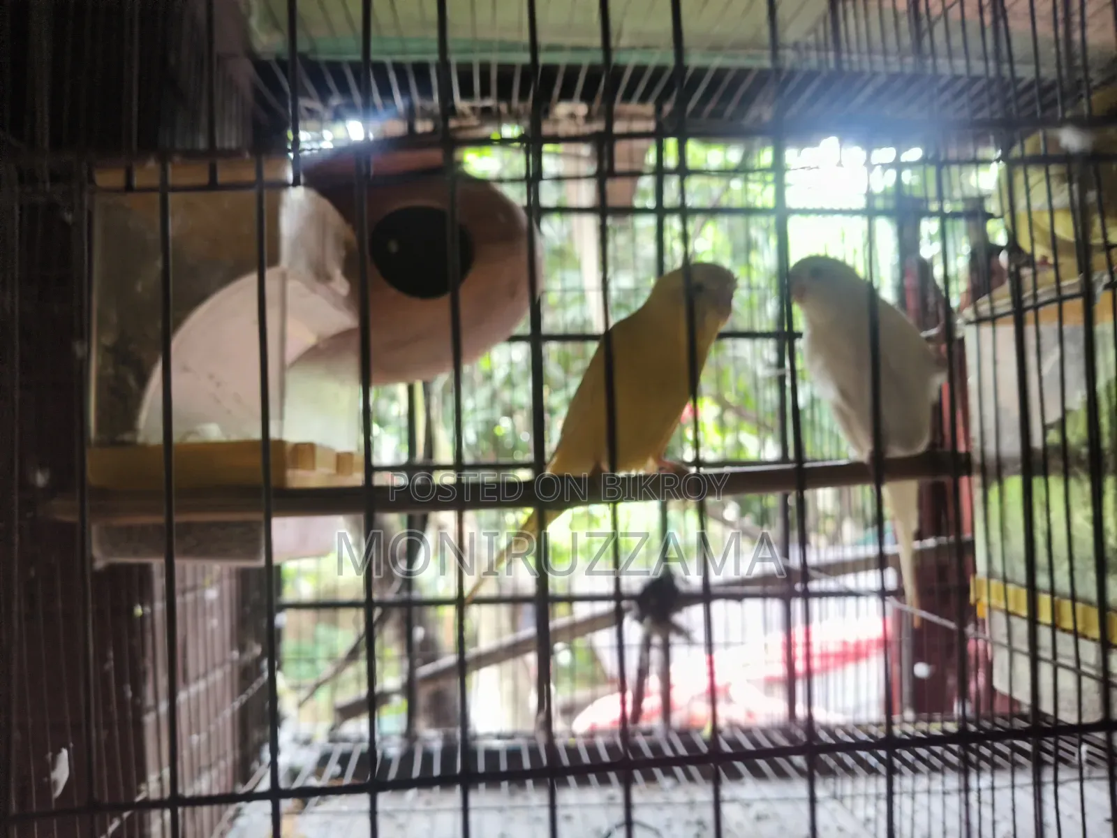 বাজরিগর পাখি ফুল এডাল্ট ৭ জোড়া